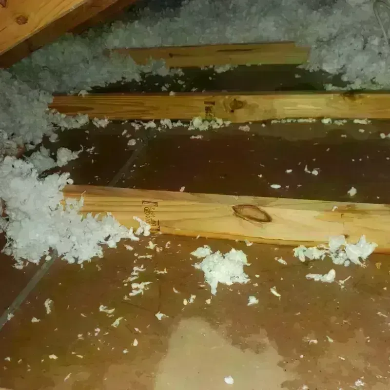 Attic Water Damage in Hollywood, FL