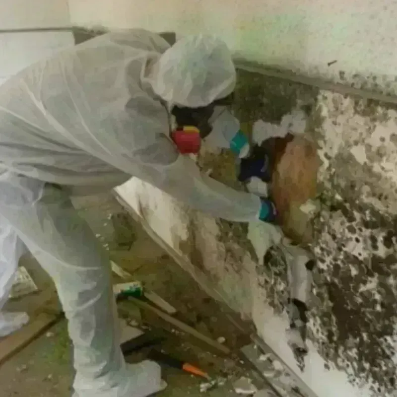 Mold Remediation and Removal in Hollywood, FL